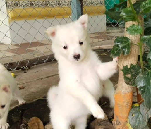 Pomeranian puppies for sale online in bangalore
