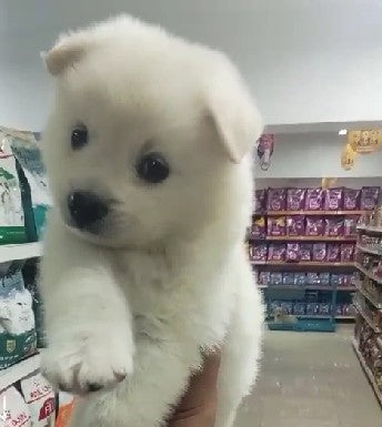Pomeranian dog price in bangalore
