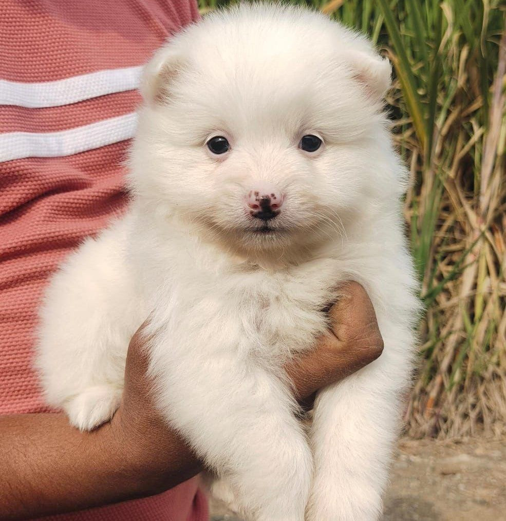 Buy Pomeranian puppies online from Chennai
