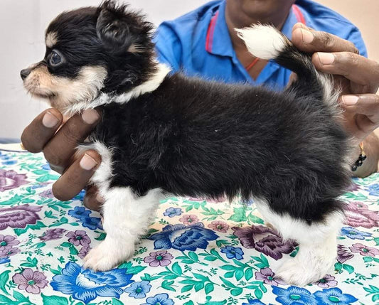 Pomeranian puppies for sale online in Chennai

