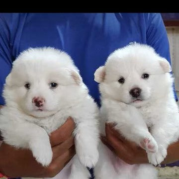 Pomeranian puppies for sale online in goa