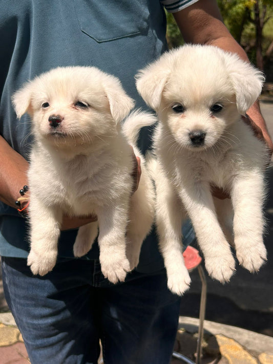 Pomeranian price in Hyderabad
