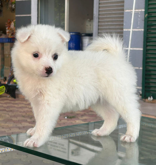 Pomeranian pet shop in Hyderabad
