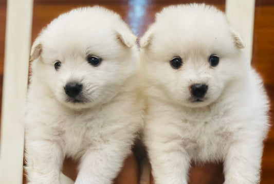 Pomeranian dog price in Hyderabad
