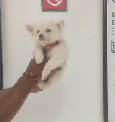 Buy pomeranian puppies from mumbai