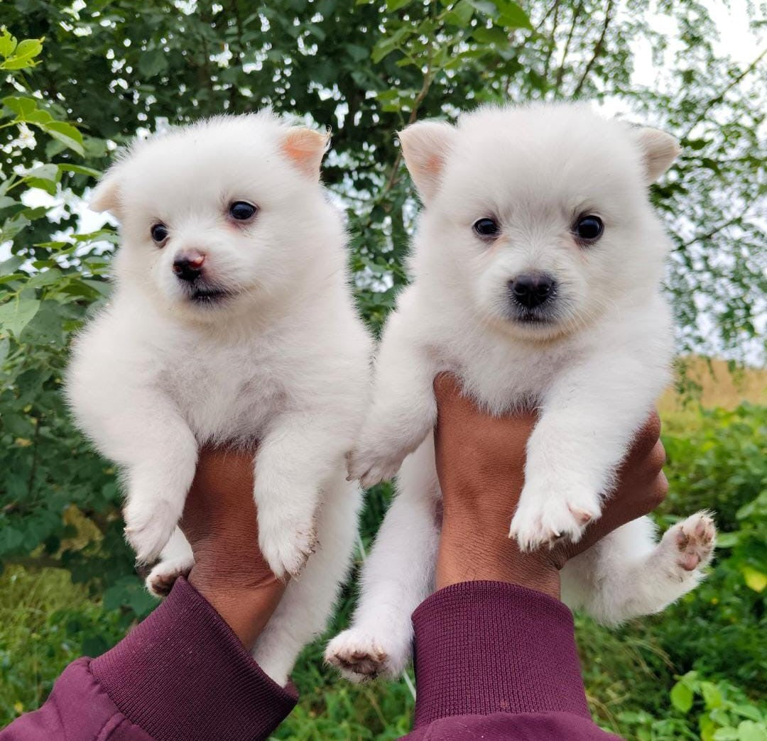 Buy pomeranian puppies from ahmedabad