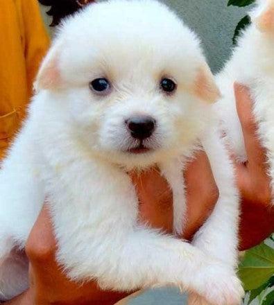 Pomeranian puppy for sale at ahmedabad