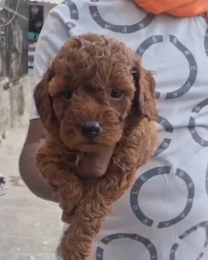 Poodle dog price in Jaipur