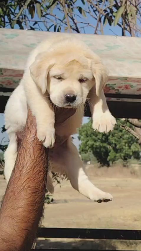 Pure Breed Lab Puppy – Dog Breeder Ahmedabad