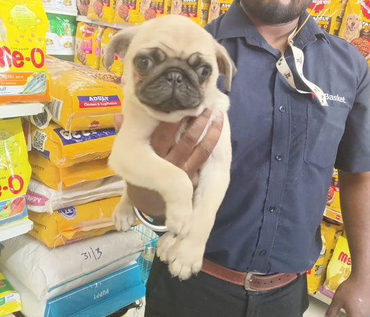 Pug price in bangalore
