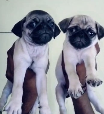 Pug pet shop in bangalore

