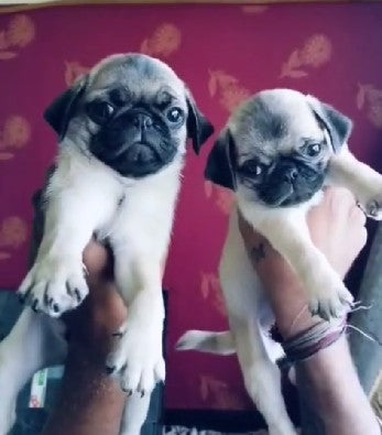 Buy Pug puppies online from bangalore

