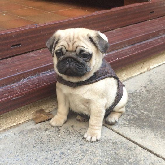 Pug puppies for sale online in bangalore
