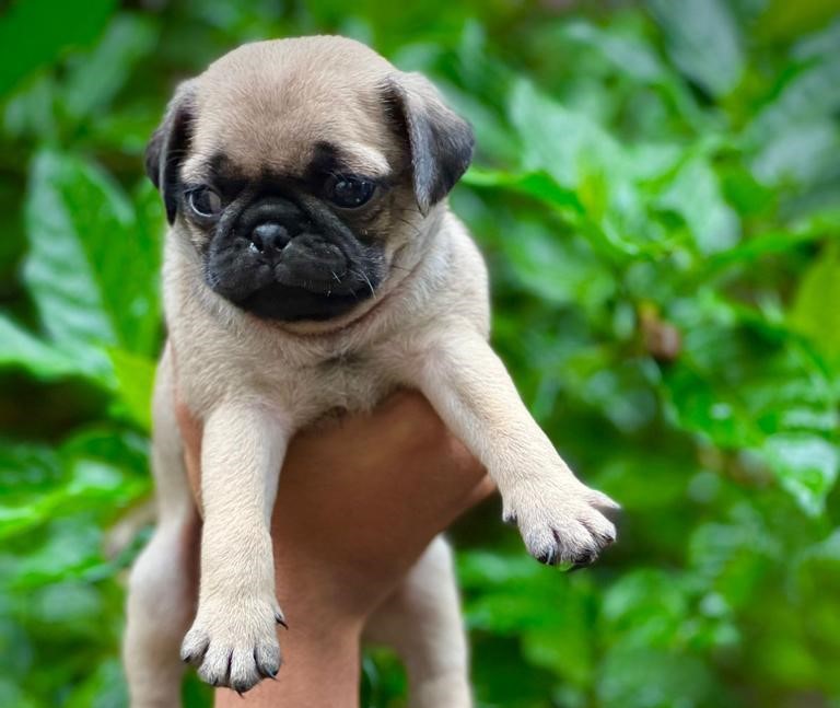Pug puppies for sale online in Hyderabad
