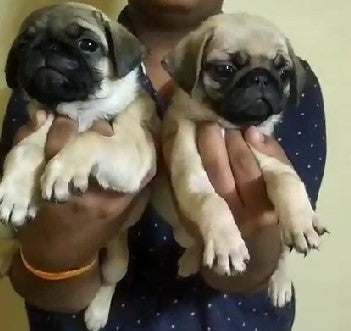 Pug dog price in Kolkata
