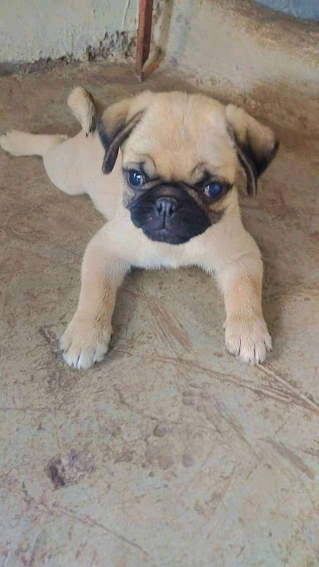 Pug puppies for sale online in mumbai