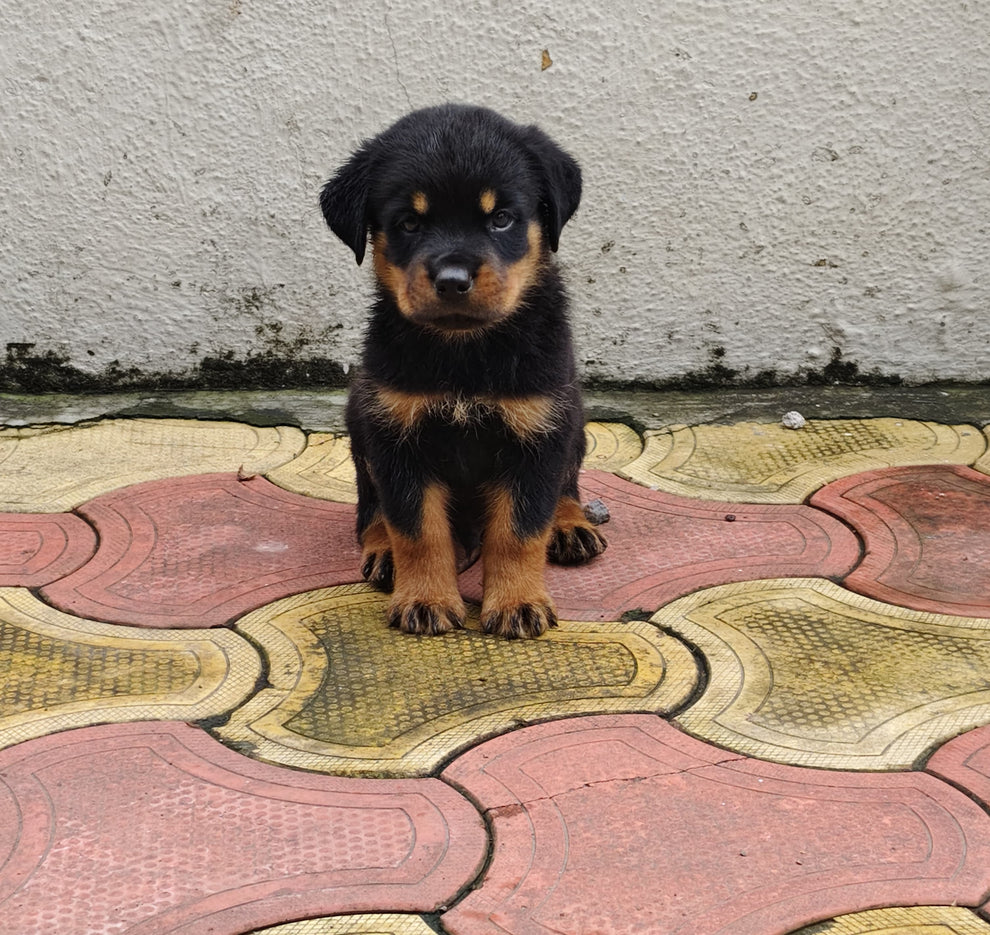 45 Days Old Rottweiler Puppies For Sale At Goa – Dog Breeder Ahmedabad