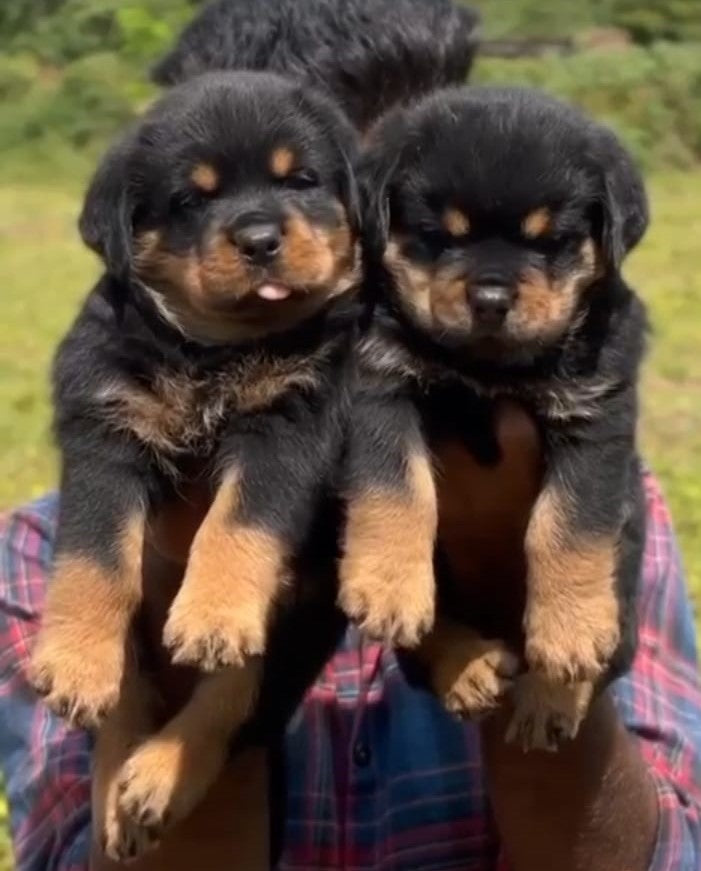 Rottweiler puppies for sale online in Hyderabad
