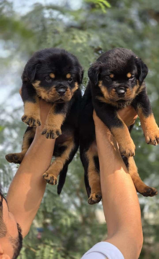 Rottweiler dog price in mumbai