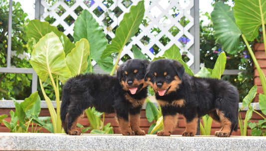 Buy rottweiler puppies from mumbai