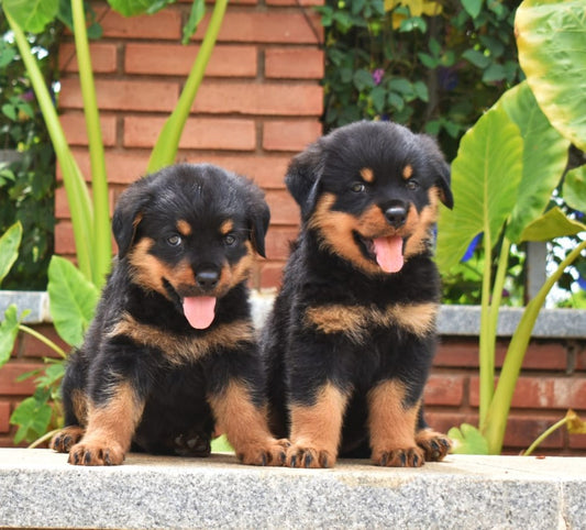 Rottweiler male puppy price in mumbai