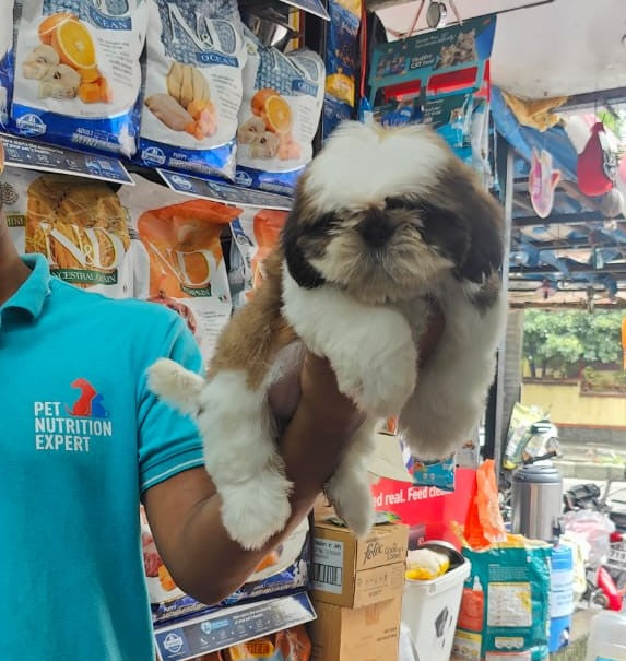 Buy shih tzu puppy from jaipur