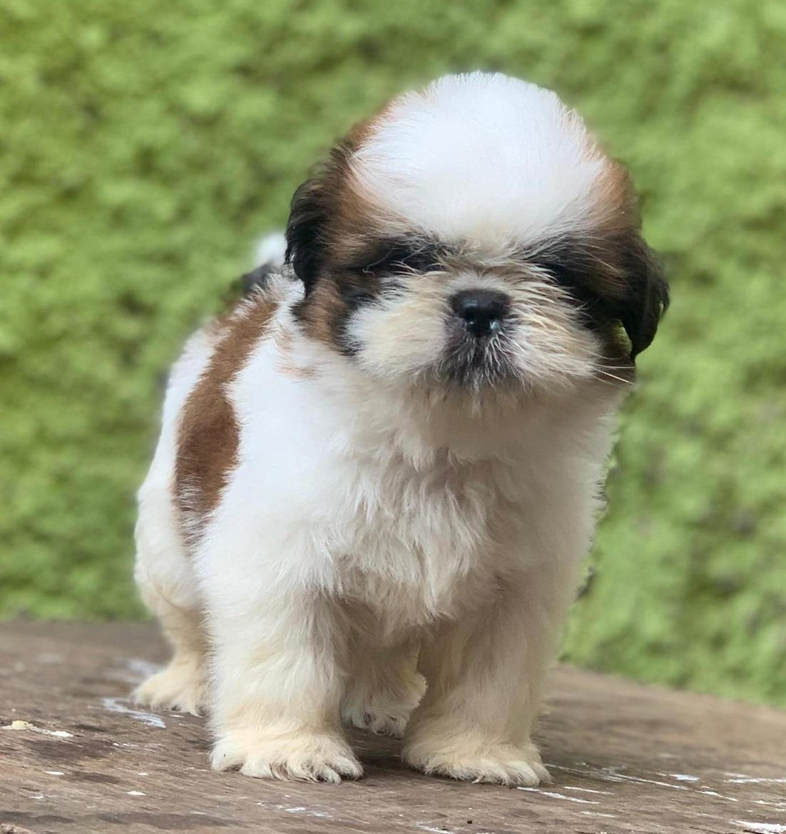 Shih tzu price in mumbai