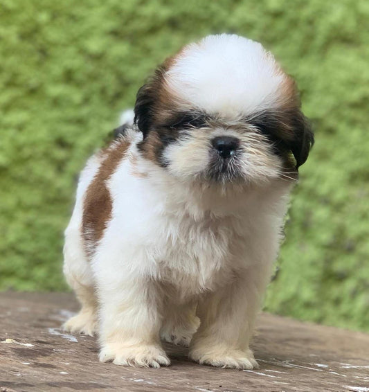 Shih tzu price in mumbai
