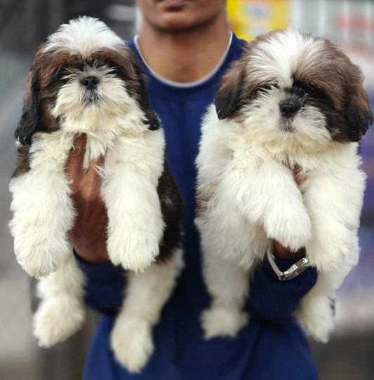 Shih tzu puppies for sale online in mumbai