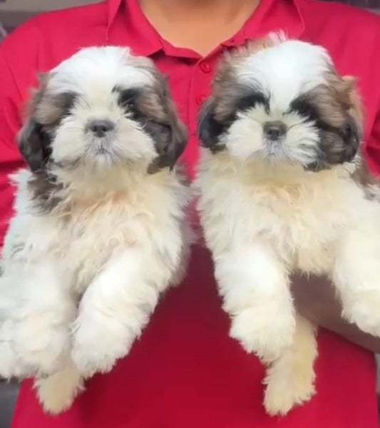 Shih tzu dog price in mumbai