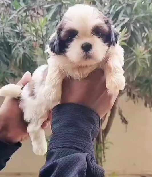 Shih tzu dog breeder in mumbai