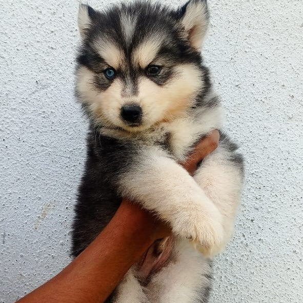 Siberian husky dog price in goa