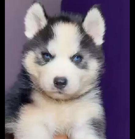 Siberian husky puppies for sale online in goa