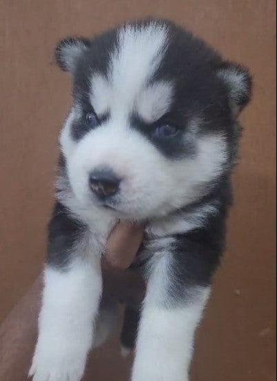 Siberian husky dog breeder in ahmedabad