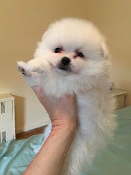 Toy Pomeranian pet shop in bangalore
