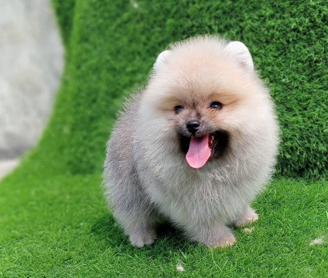 Toy Pomeranian dog price in bangalore
