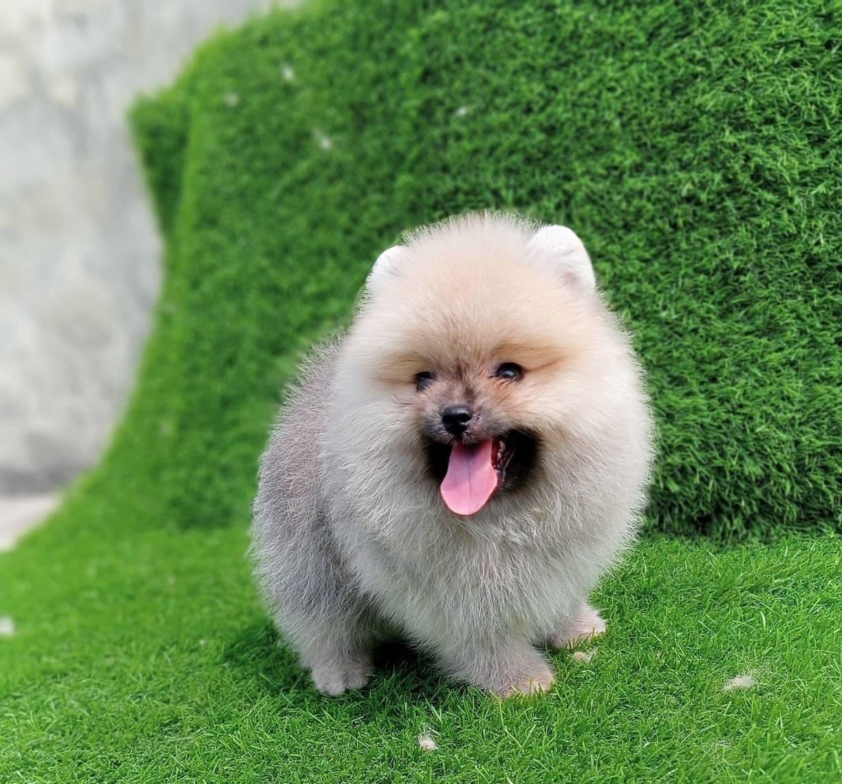Toy pomeranian dog price in jaipur