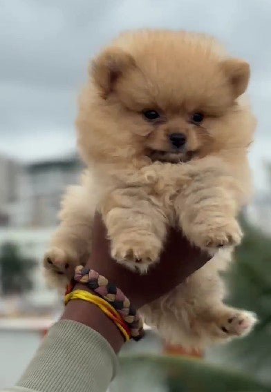 Toy pomeranian puppies for sale online in mumbai
