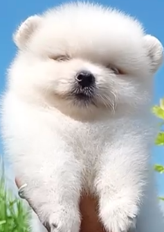 toy pomeranian dog price in mumbai