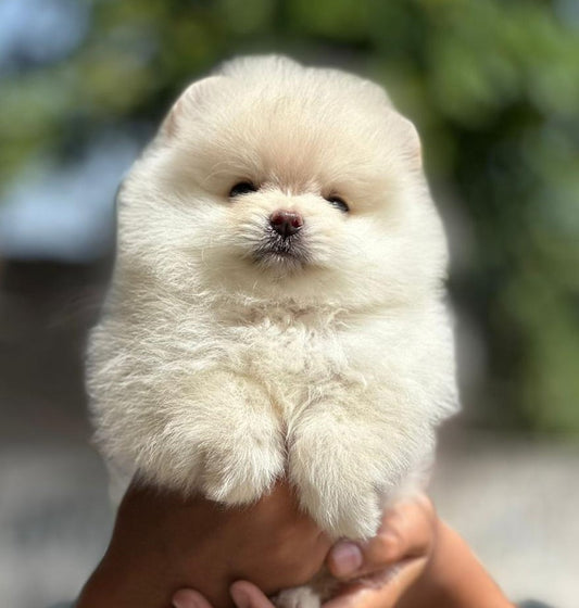 Toy Pomeranian price in Vizag
