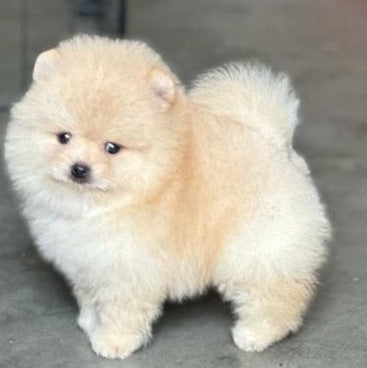 Toy Pomeranian pet shop in Vizag
