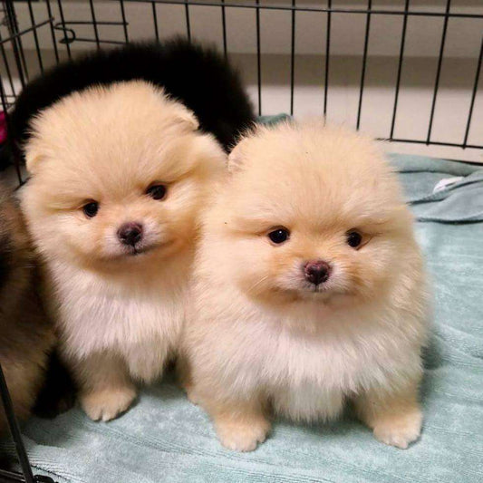 Buy Toy Pomeranian puppies online from Vizag
