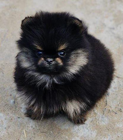Toy Pomeranian dog price in Vizag
