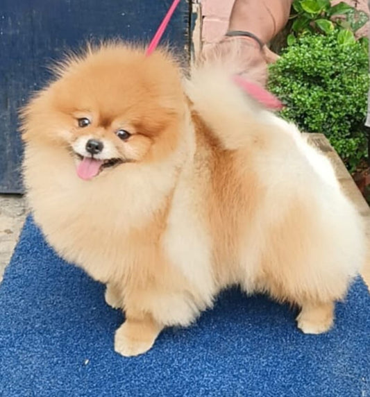 Toy Pomeranian price in bangalore
