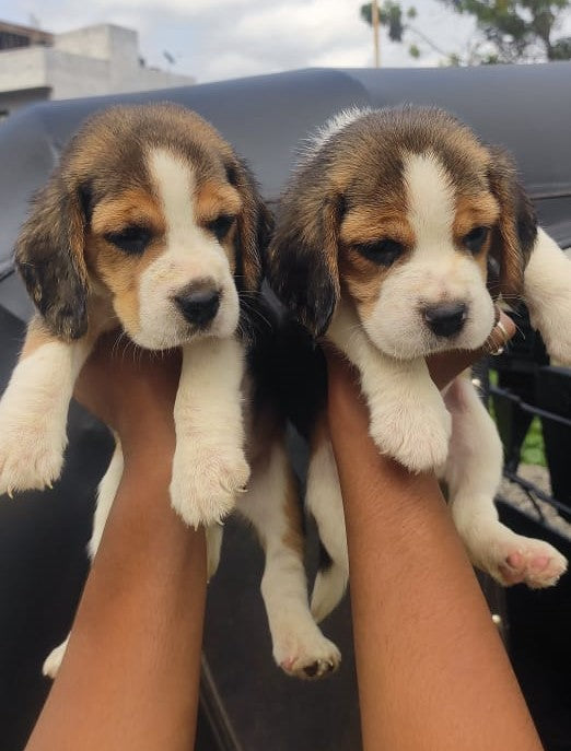 Healthy beagle puppies pair available for sale at Pune.
